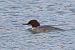 Smergo maggiore (Mergus merganser) © Filippo Ferraioli