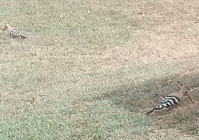 Upupa  - Ettore Rigamonti