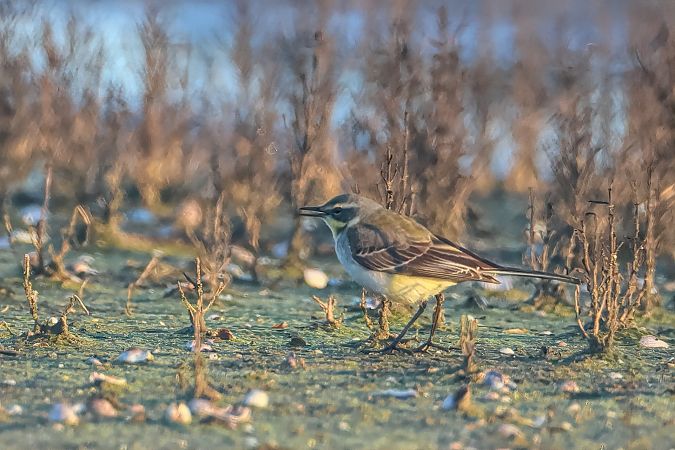 Cutrettola del Pacifico  - Simone Proietti