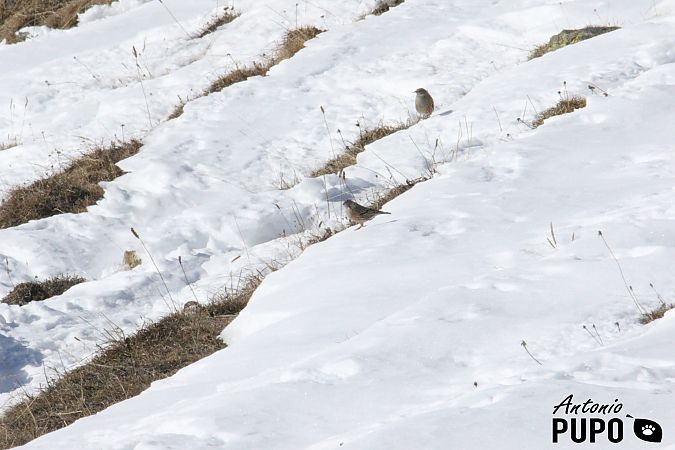 Sordone  - Antonio Pupo