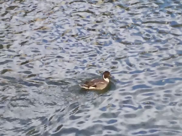 Codone  - Antonio Pupo