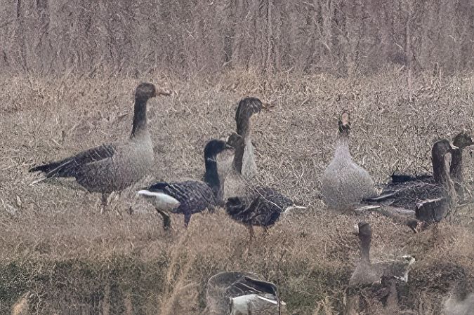 Oca colombaccio  - Emanuele Stival