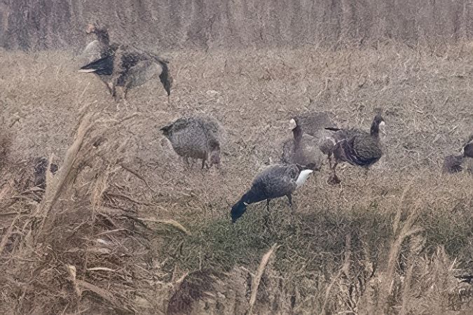 Oca colombaccio  - Emanuele Stival
