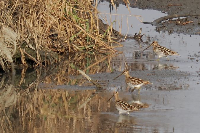 Beccaccino  - Aldo Tonelli