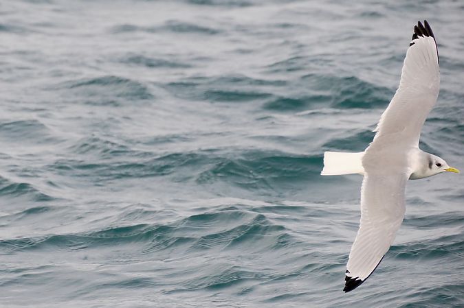 Gabbiano tridattilo  - Aldo Tonelli