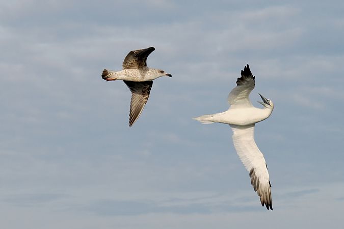 Sula  - Aldo Tonelli