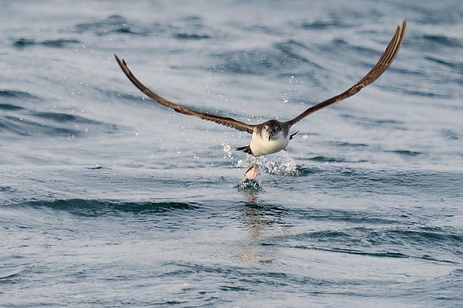 Berta minore  - Aldo Tonelli
