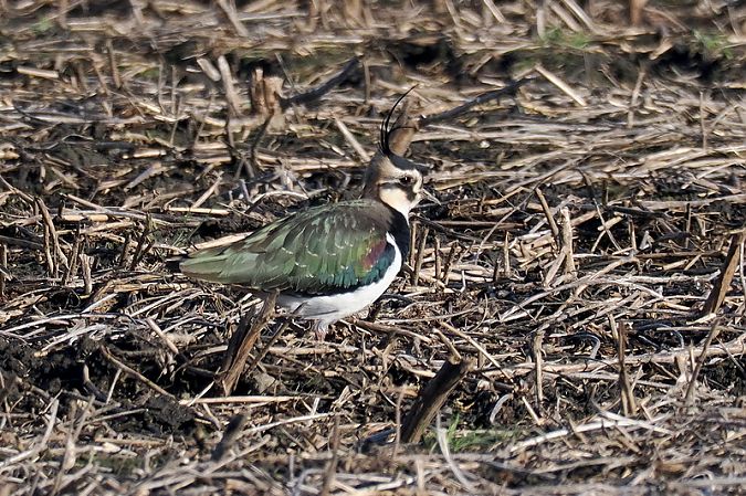 Pavoncella  - Aldo Tonelli