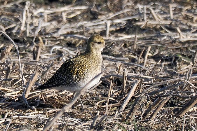 Piviere dorato  - Aldo Tonelli