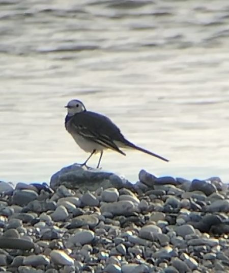 Ballerina bianca  - Giovanni Gambale