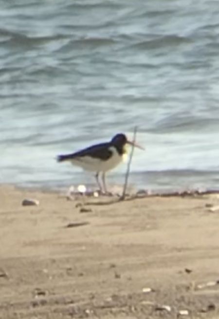 Beccaccia di mare  - Giovanni Gambale