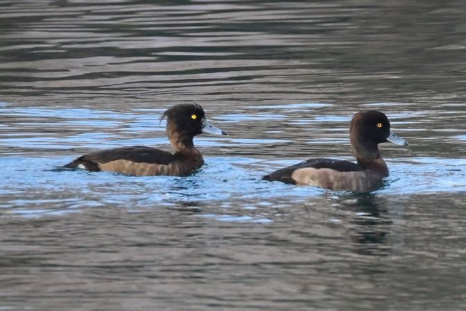 Moretta  - Giuseppe Colombo