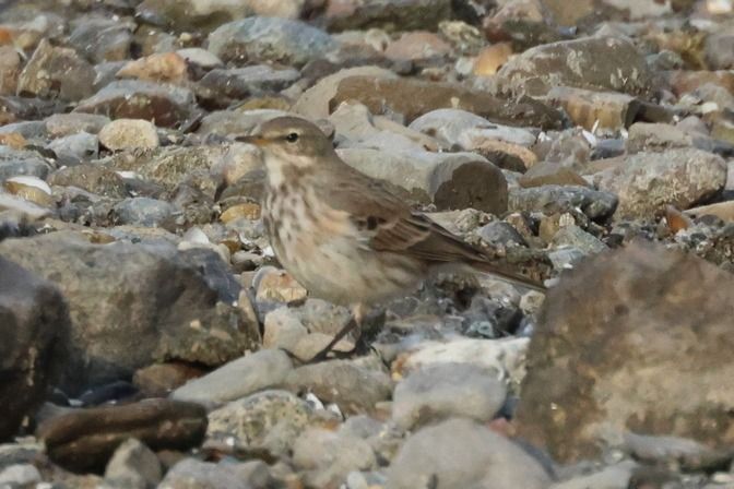 Spioncello  - Giuseppe Colombo