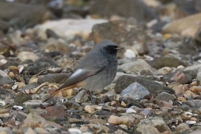 Codirosso spazzacamino  - Giuseppe Colombo