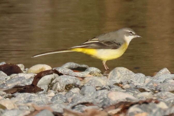 Ballerina gialla  - Giuseppe Colombo