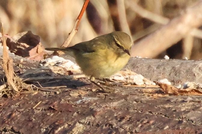 Luì piccolo  - Giuseppe Colombo