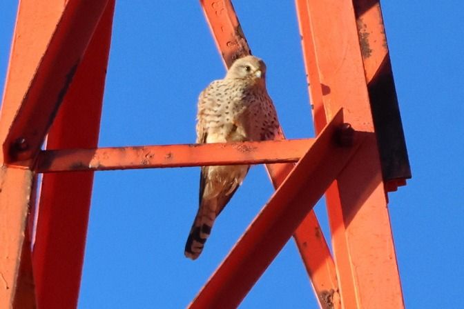 Gheppio  - Giuseppe Colombo