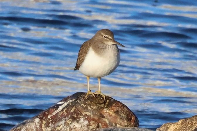 Piro-piro piccolo  - Giuseppe Colombo