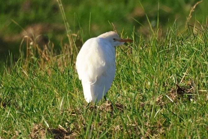 Airone guardabuoi  - Giuseppe Colombo