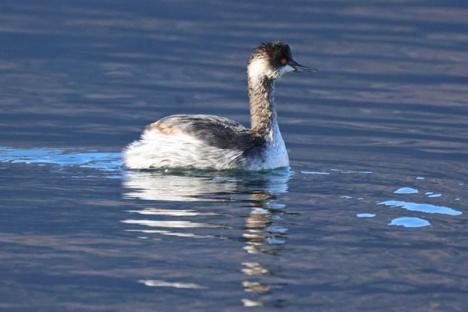 Svasso piccolo  - Giuseppe Colombo