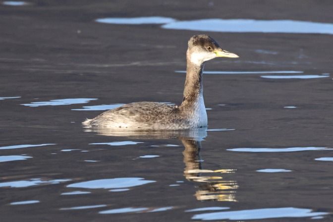 Svasso collorosso  - Giuseppe Colombo
