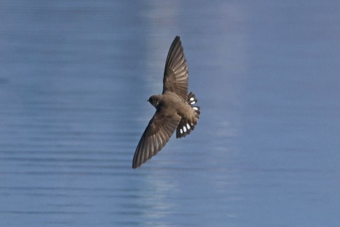 Rondine montana  - Giuseppe Colombo