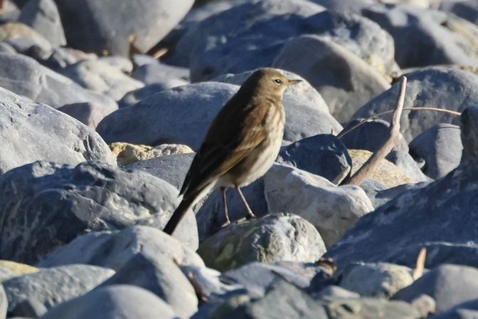 Spioncello  - Giuseppe Colombo