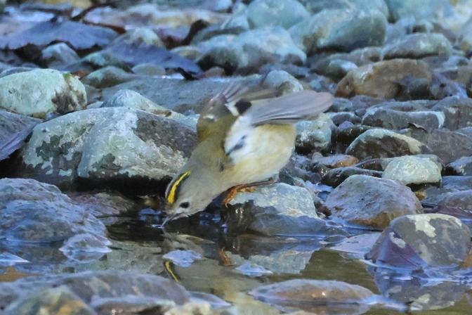 Regolo  - Giuseppe Colombo