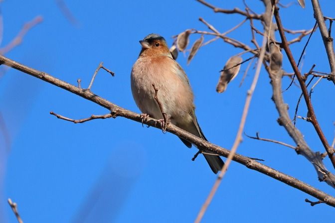 Fringuello  - Giuseppe Colombo