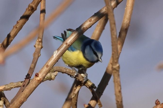 Cinciarella  - Giuseppe Colombo