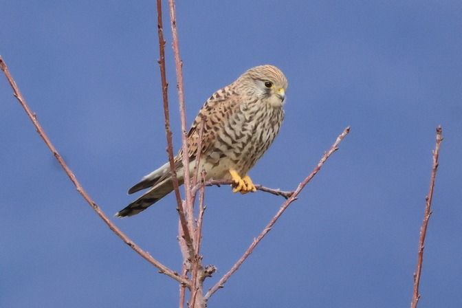 Gheppio  - Giuseppe Colombo