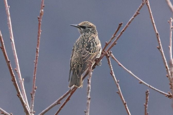 Storno  - Giuseppe Colombo