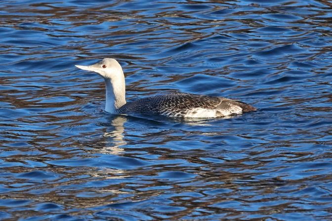 Strolaga minore  - Giuseppe Colombo