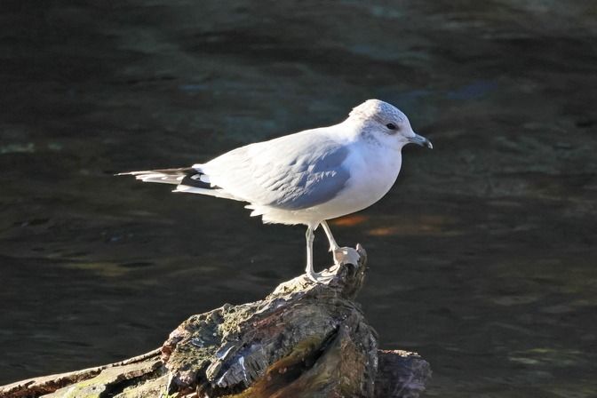 Gavina  - Giuseppe Colombo