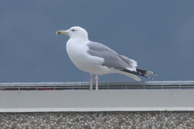 Gabbiano pontico  - Giuseppe Colombo