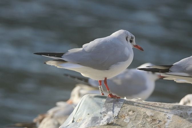 Gabbiano comune  - Giuseppe Colombo
