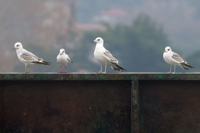 Gavina  - Giuseppe Colombo