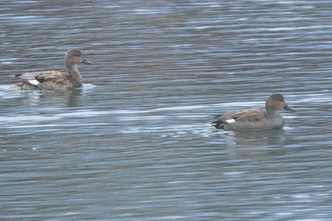 Canapiglia  - Giuseppe Colombo