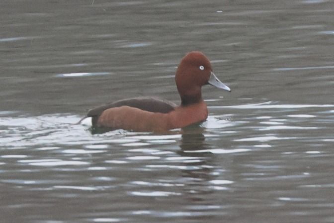 Moretta tabaccata  - Giuseppe Colombo