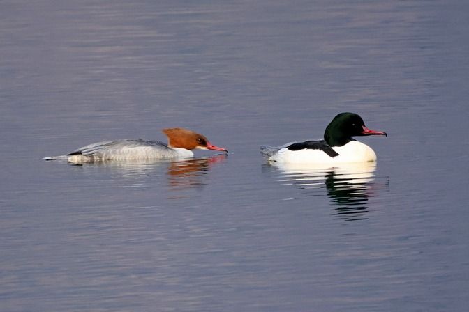 Smergo maggiore  - Giuseppe Colombo
