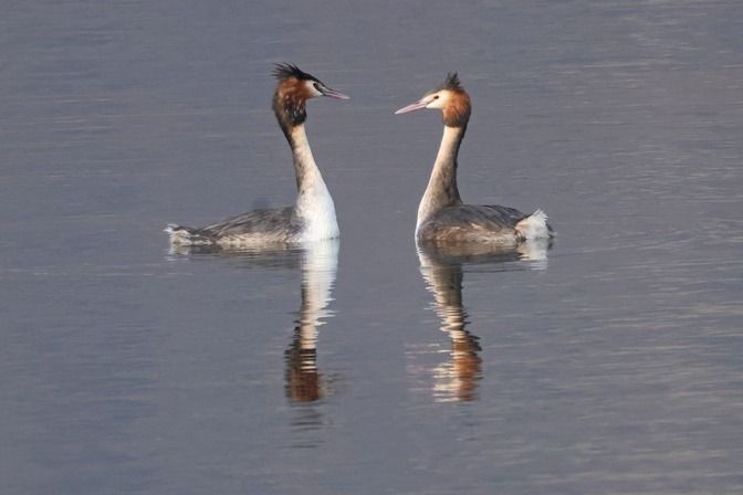 Svasso maggiore  - Giuseppe Colombo