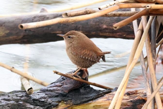 Scricciolo  - Giuseppe Colombo