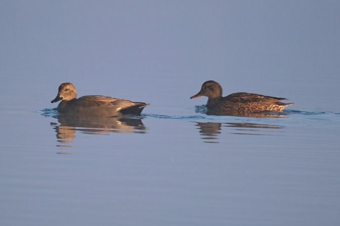Canapiglia  - Giuseppe Colombo