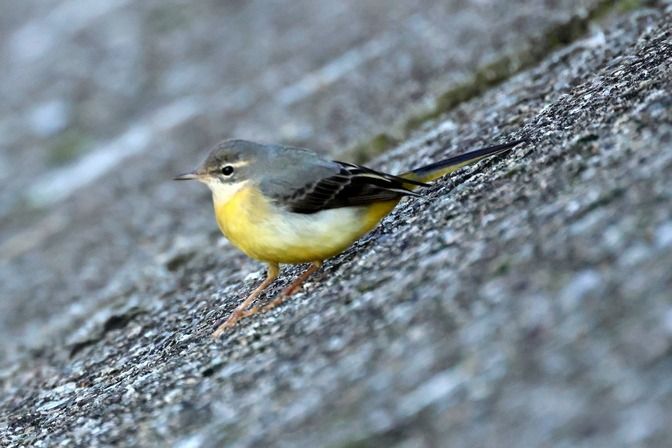 Ballerina gialla  - Giuseppe Colombo