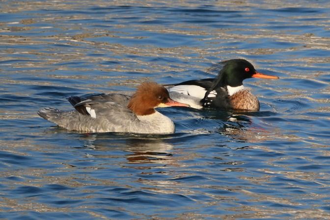 Smergo minore  - Giuseppe Colombo