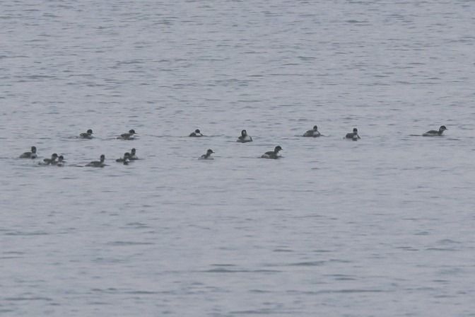 Svasso piccolo  - Giuseppe Colombo