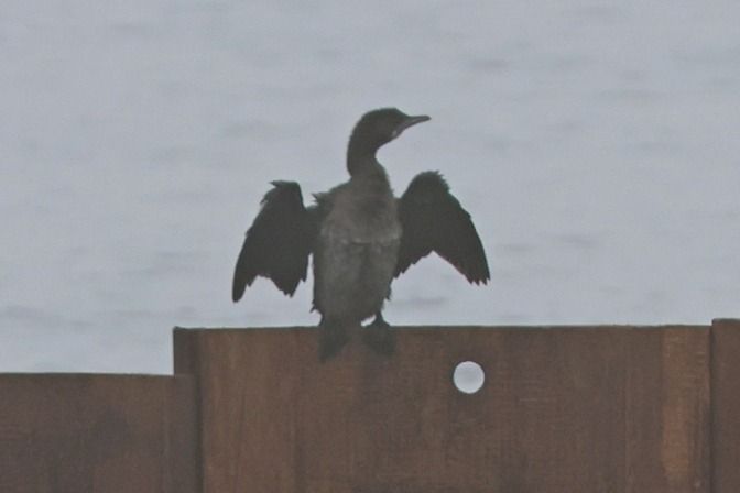 Marangone minore  - Giuseppe Colombo