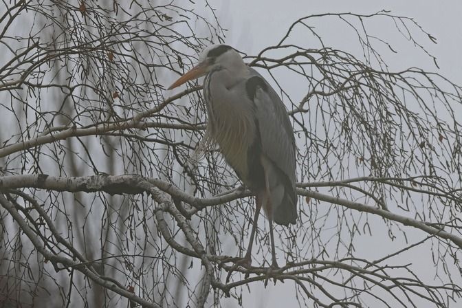 Airone cenerino  - Giuseppe Colombo