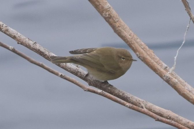 Luì piccolo  - Giuseppe Colombo