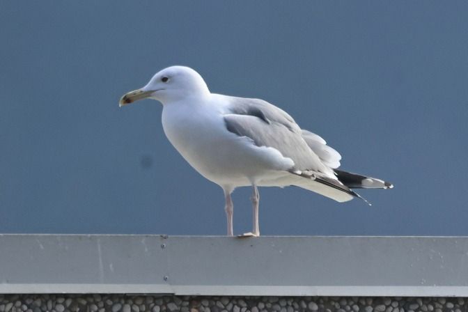 Gabbiano pontico  - Giuseppe Colombo